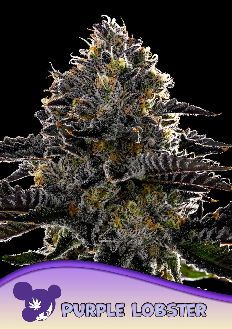 Purple Lobster – Anesia Seeds – feminized