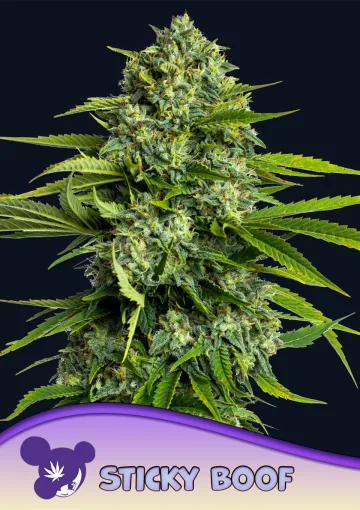 Sticky Boof – Anesia Seeds – feminized