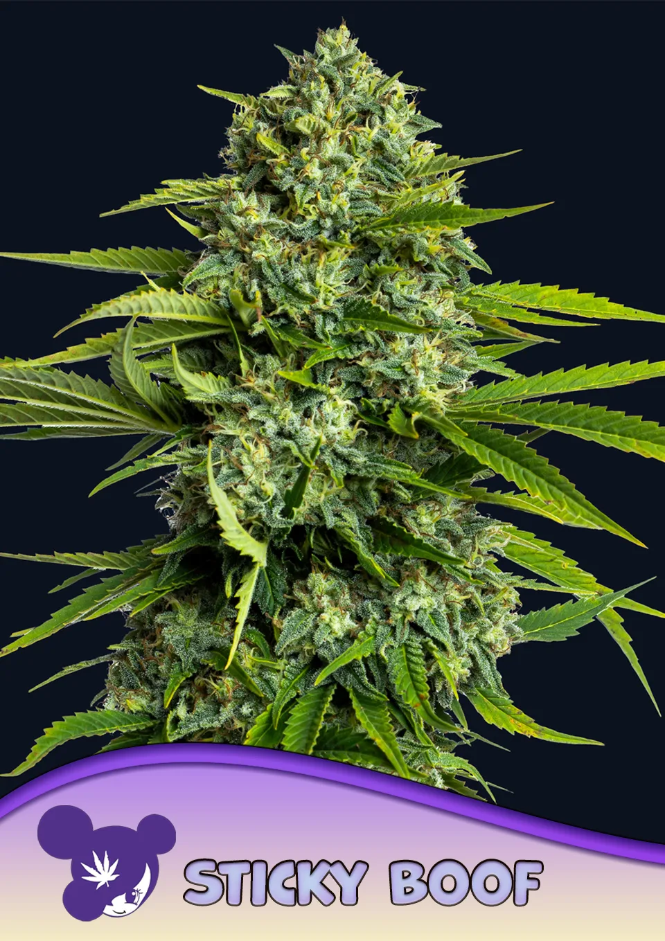Sticky Boof – Anesia Seeds – feminized