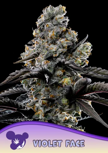 Violet Face – Anesia Seeds – feminized