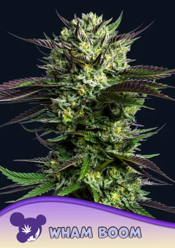 WHAM BOOM – Anesia Seeds – feminized