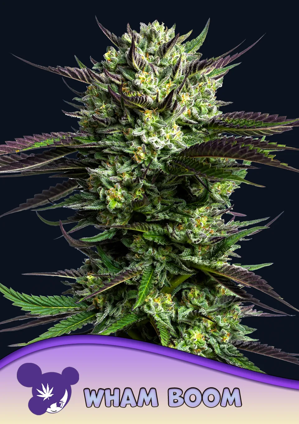 WHAM BOOM – Anesia Seeds – feminized