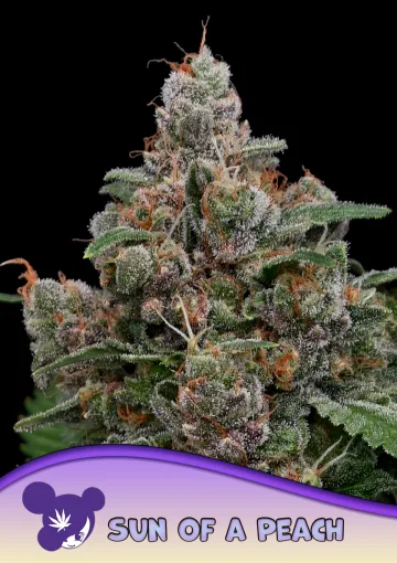 Sun of a Peach – Anesia Seeds – feminized