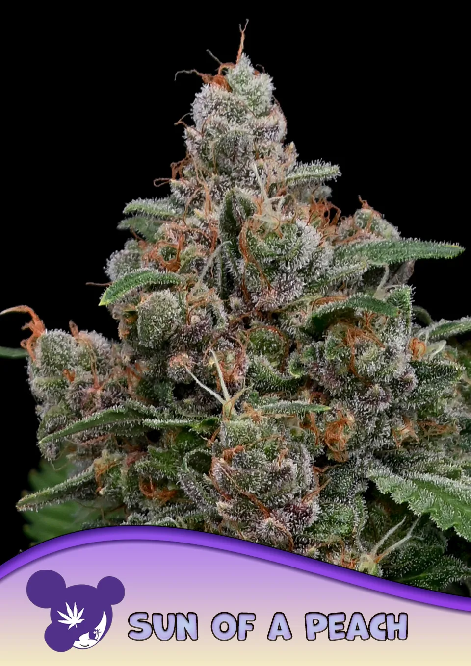 Sun of a Peach – Anesia Seeds – feminized