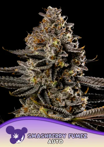 Smashberry Fumez Auto – Anesia Seeds – autoflowering