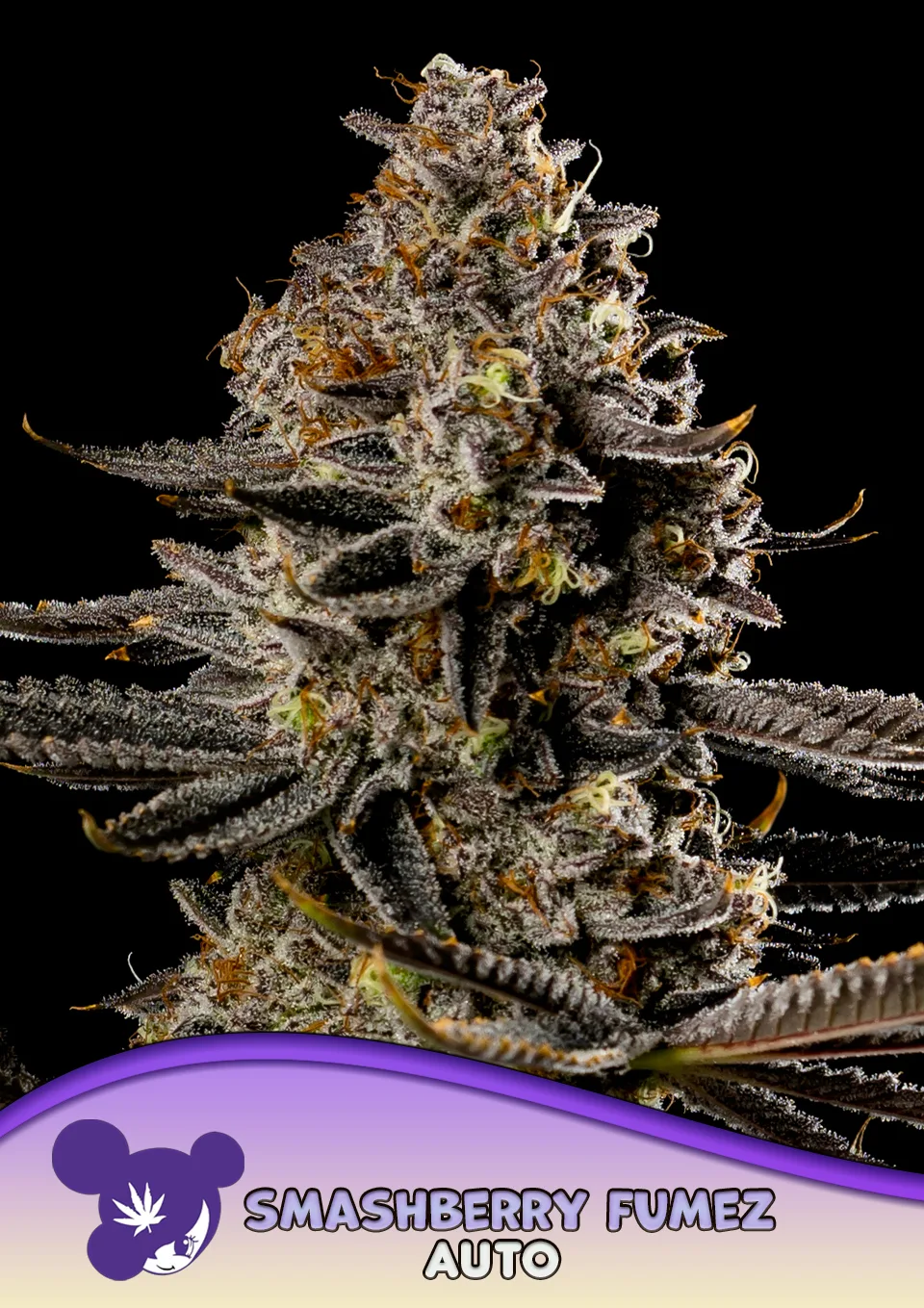 Smashberry Fumez Auto – Anesia Seeds – autoflowering