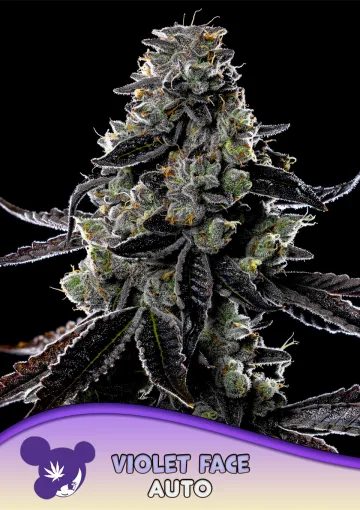 Violet Face Auto – Anesia Seeds – autoflowering