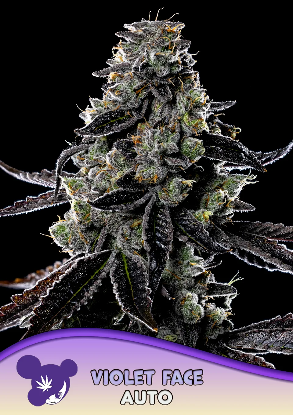 Violet Face Auto – Anesia Seeds – autoflowering