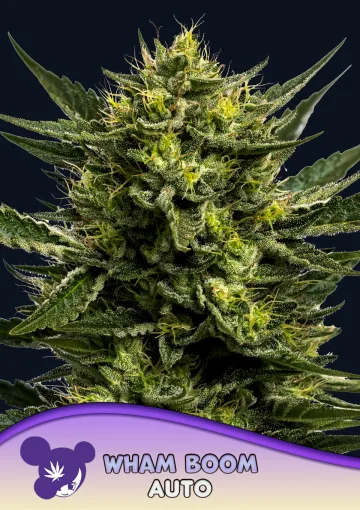 WHAM BOOM Auto – Anesia Seeds – autoflowering