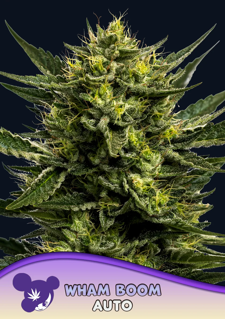 WHAM BOOM Auto – Anesia Seeds – autoflowering