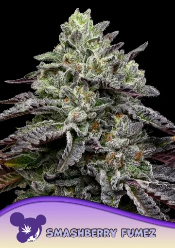 Smashberry Fumez – Anesia Seeds – feminized