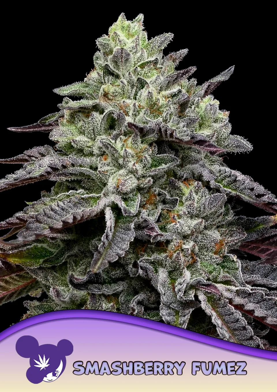 Smashberry Fumez – Anesia Seeds – feminized