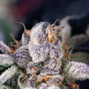 Cookies USA – Pyramid Seeds – Feminized