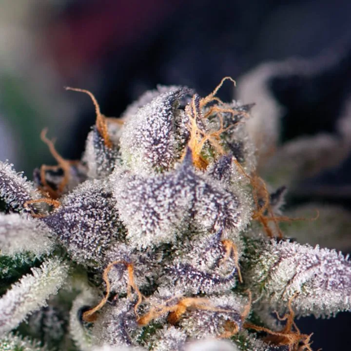 Cookies USA – Pyramid Seeds – Feminized