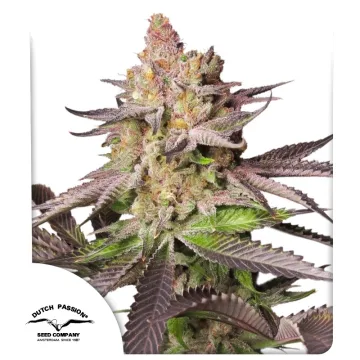 Melonade Runtz – Dutch Passion – feminized
