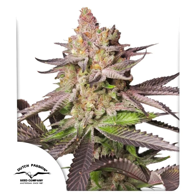 Melonade Runtz – Dutch Passion – feminized