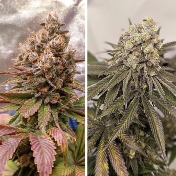 Melonade Runtz – Dutch Passion – feminized