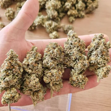Melonade Runtz – Dutch Passion – feminized