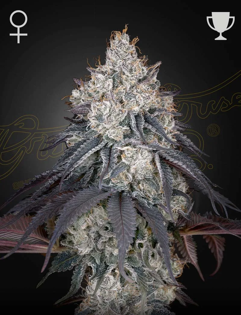 LEMON ORANGE – Greenhouse Seed Co – feminized