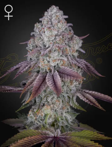 PERSIAN PIE – Greenhouse Seed Co – feminized