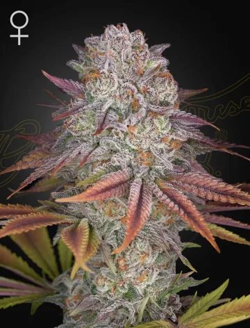 PULP FRICTION – Greenhouse Seed Co – feminized