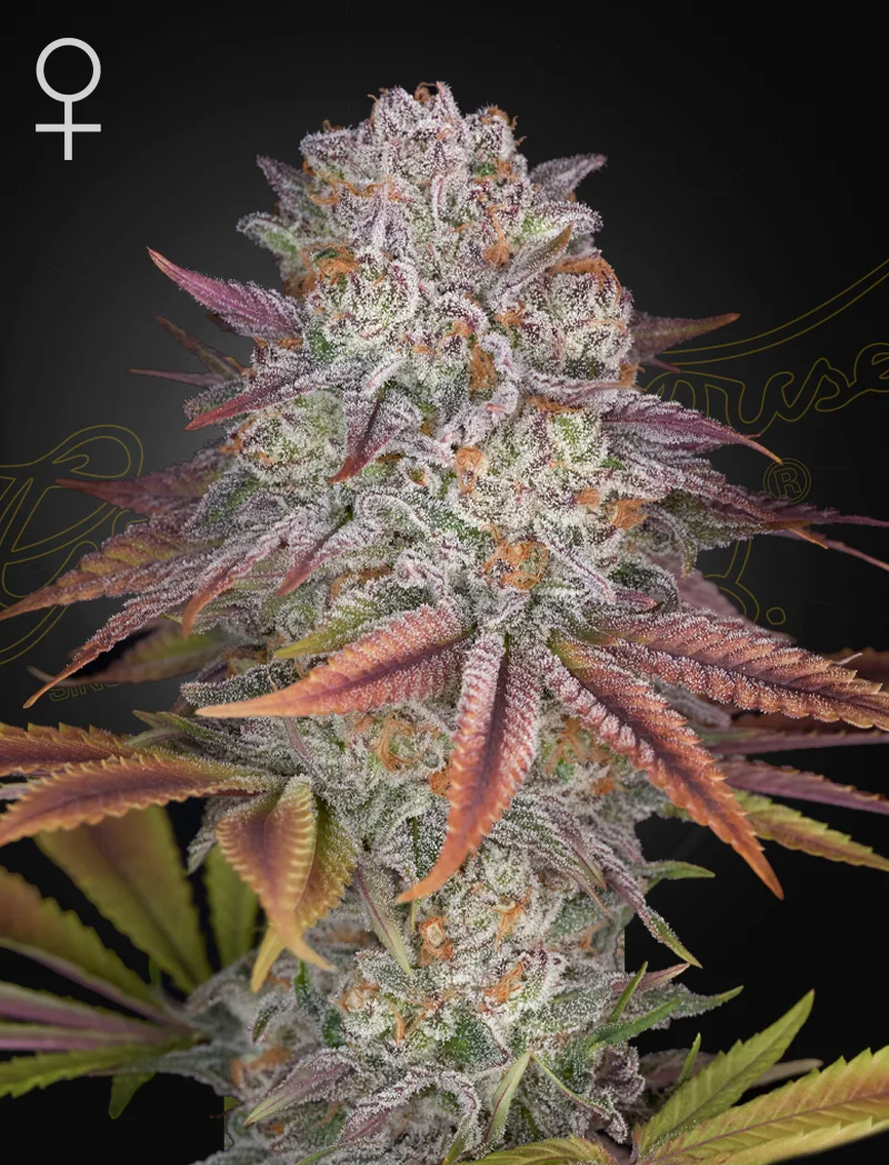 PULP FRICTION – Greenhouse Seed Co – feminized