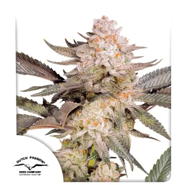 Orange Bud 2.0 – Dutch Passion – feminized