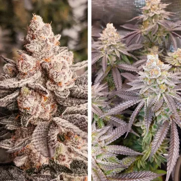 Orange Bud 2.0 – Dutch Passion – feminized