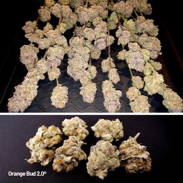 Orange Bud 2.0 – Dutch Passion – feminized