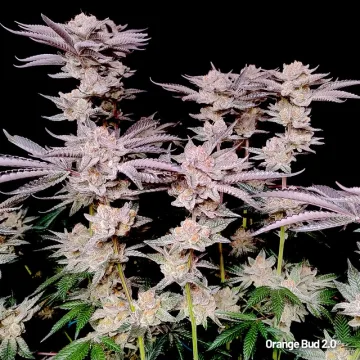 Orange Bud 2.0 – Dutch Passion – feminized