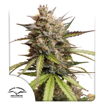 Auto Melonade Runtz – Dutch Passion – autoflowering