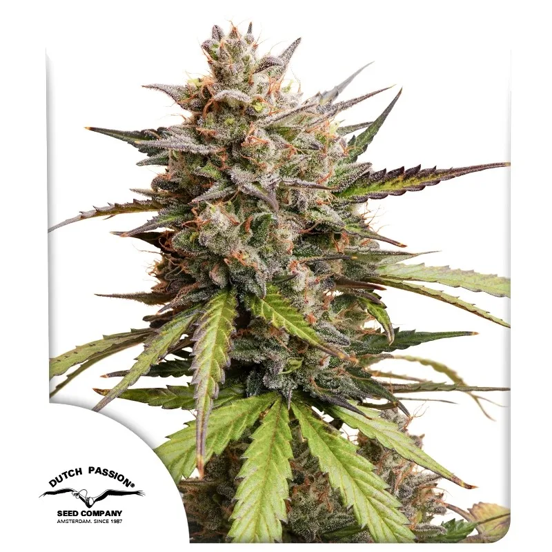 Auto Melonade Runtz – Dutch Passion – autoflowering