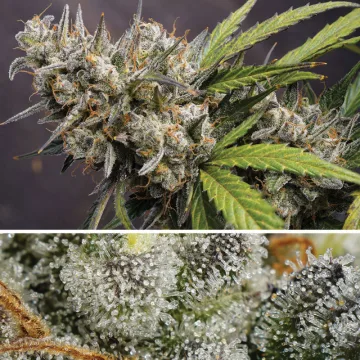Auto Melonade Runtz – Dutch Passion – autoflowering