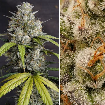 Auto Melonade Runtz – Dutch Passion – autoflowering
