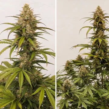 Auto Melonade Runtz – Dutch Passion – autoflowering