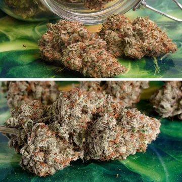 Auto Melonade Runtz – Dutch Passion – autoflowering