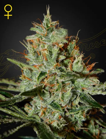 ALASKAN ICE – Greenhouse Seed Co – feminized