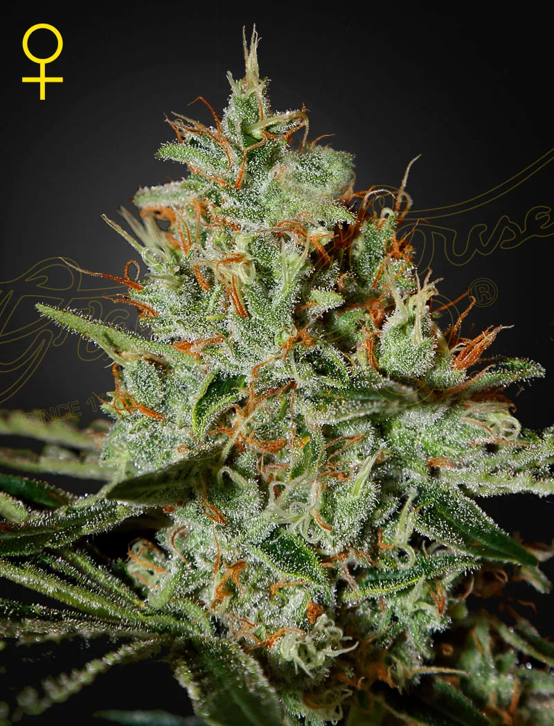 ALASKAN ICE – Greenhouse Seed Co – feminized