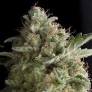 American Pie – Pyramid Seeds – Feminized