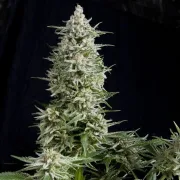 Amnesia Gold – Pyramid Seeds – Feminized