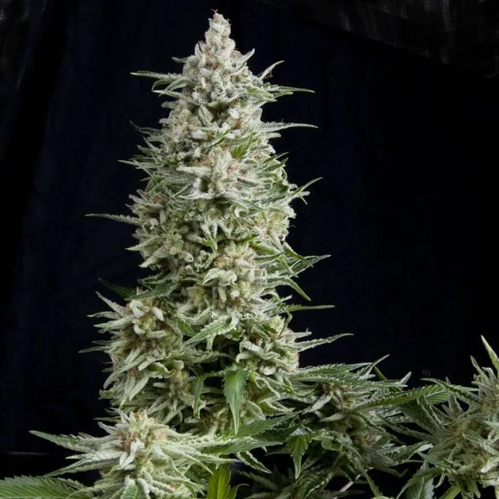 Amnesia Gold – Pyramid Seeds – Feminized