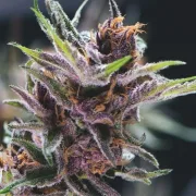 Black Cherry Punch – Pyramid Seeds – Feminized