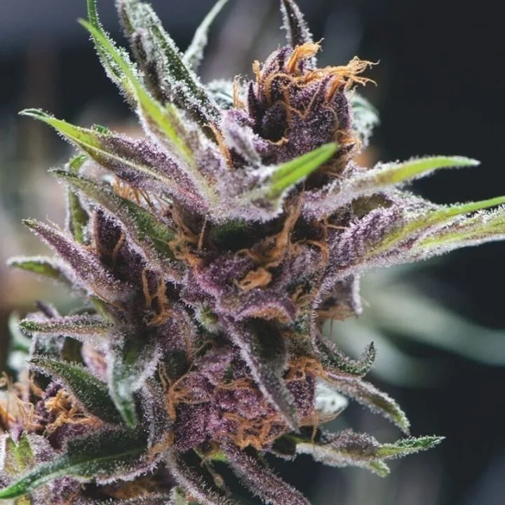 Black Cherry Punch – Pyramid Seeds – Feminized