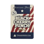 Black Cherry Punch – Pyramid Seeds – Feminized