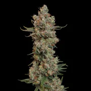Trainwreck – Royal Queen Seeds – Feminized