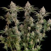 Trainwreck – Royal Queen Seeds – Feminized