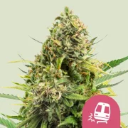 Trainwreck – Royal Queen Seeds – Feminized