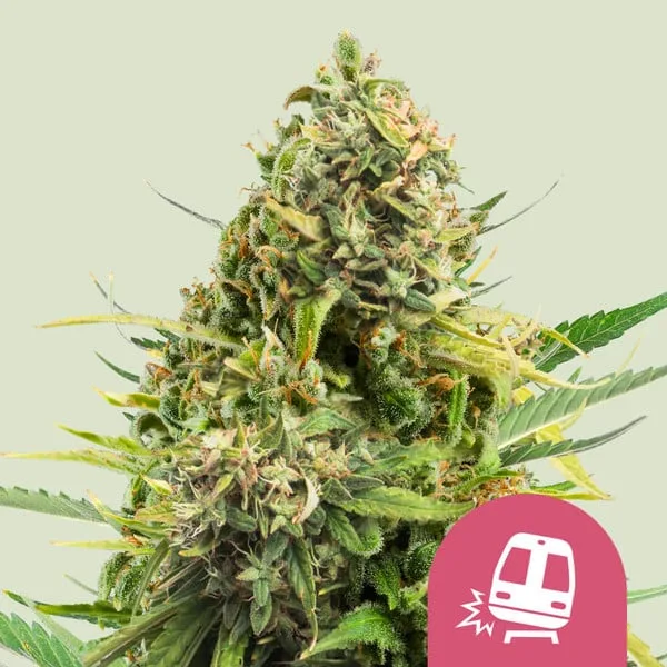 Trainwreck – Royal Queen Seeds – Feminized