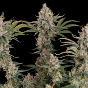 Trainwreck – Royal Queen Seeds – Feminized
