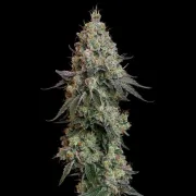 Grape Ape – Royal Queen Seeds – Feminized